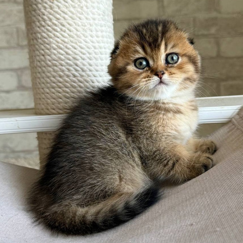 Fiona Scottish Fold female, black golden ticked tabby