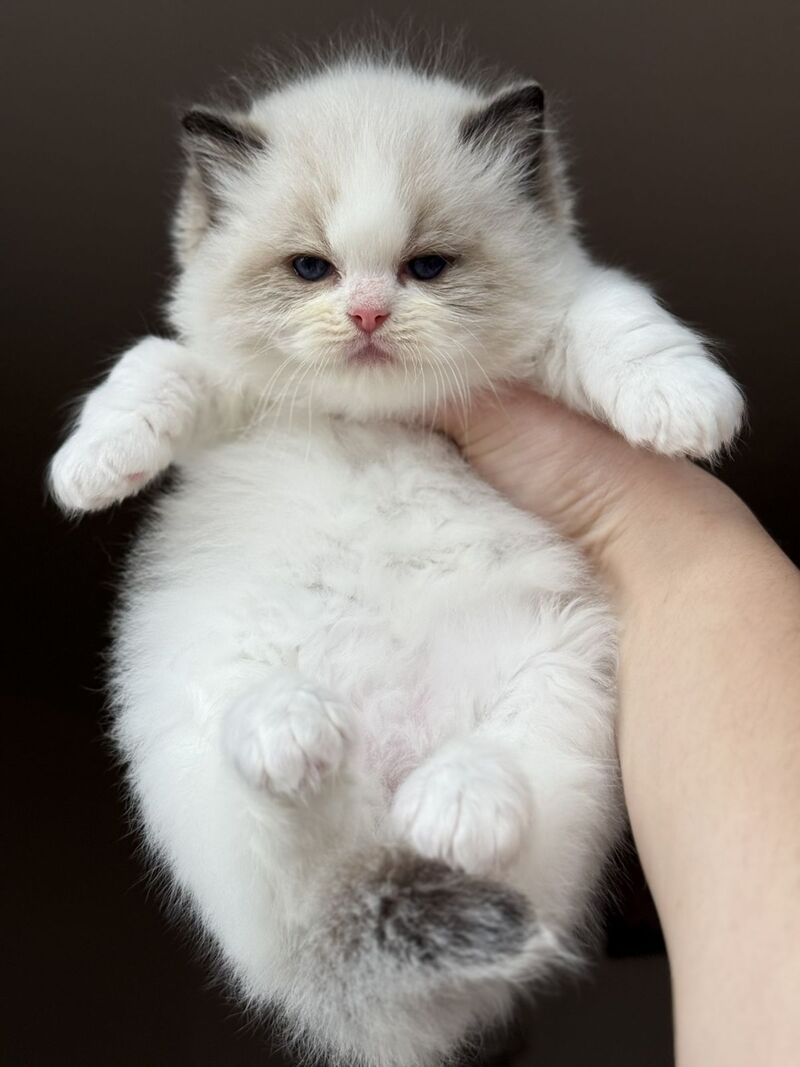 Ramen Ragdoll male black bicolour - live animals