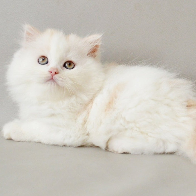 Wasilisa Scottish Straight female, red silver tabby van