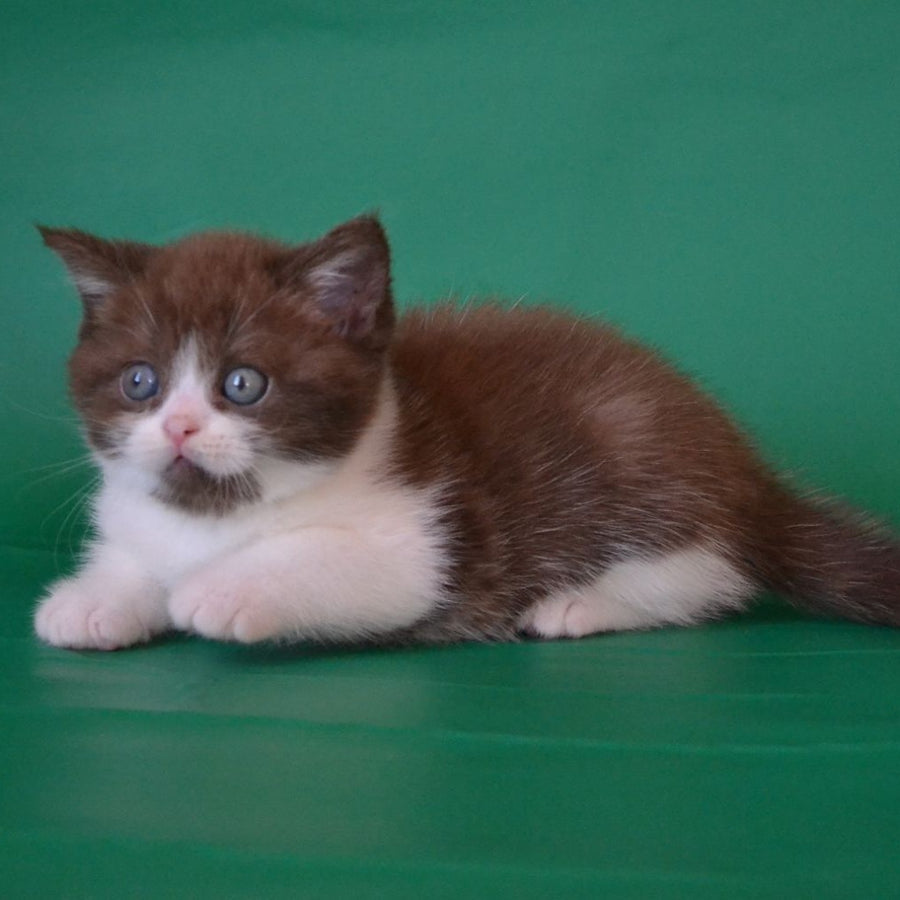 Peter Scottish Straight male, chocolate silver bicolour