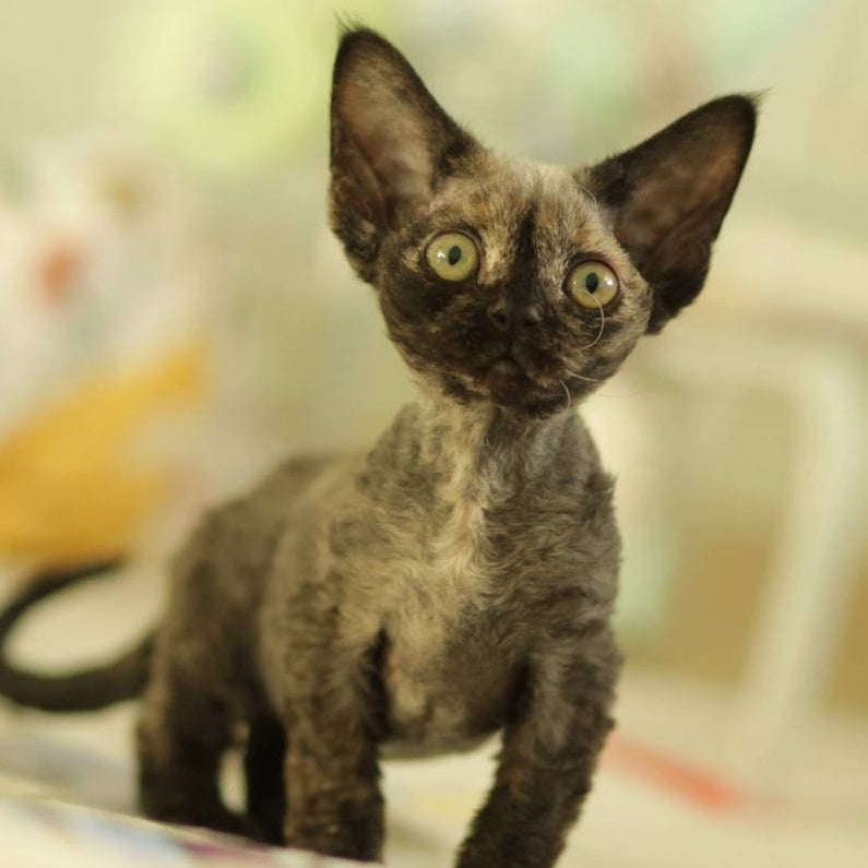Polly Devon Rex female, black tortie
