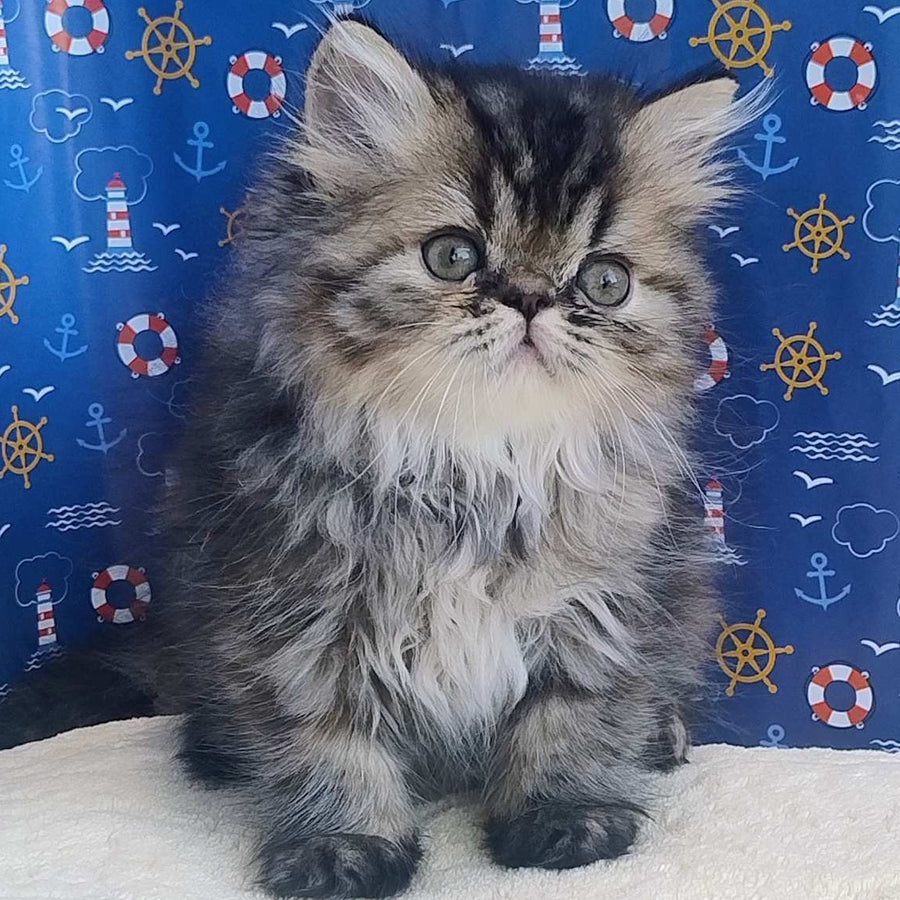 Bless Persian female, black tortie