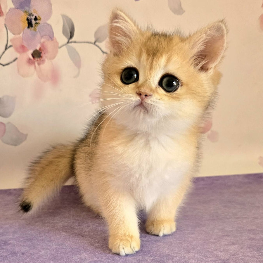 Alice British Shorthair female, black golden shaded