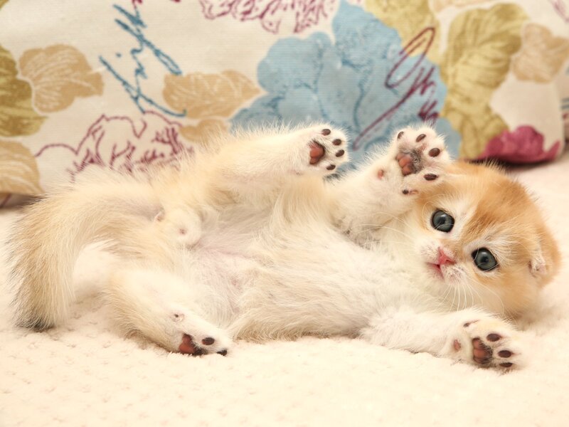 Yantar Scottish Fold male black golden chinchilla - live animals