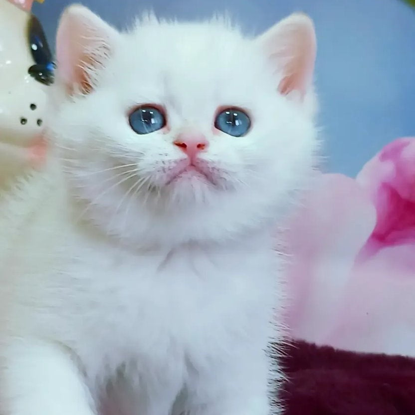 Irma British Shorthair female, black golden shaded