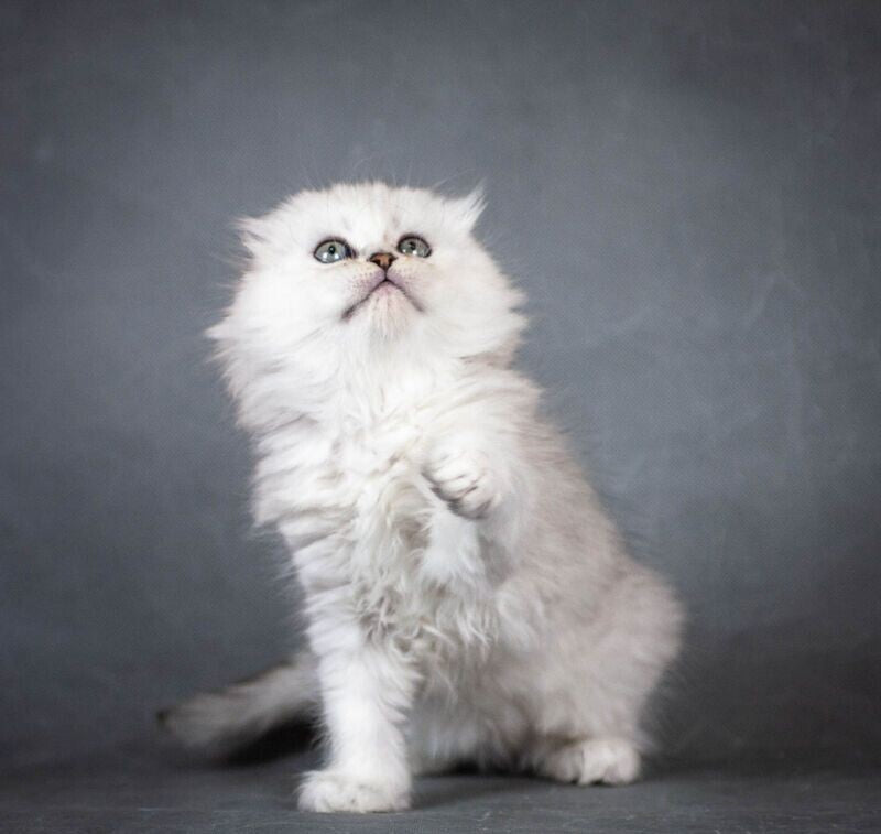 Catrina Scottish Fold female black silver shaded - live animals