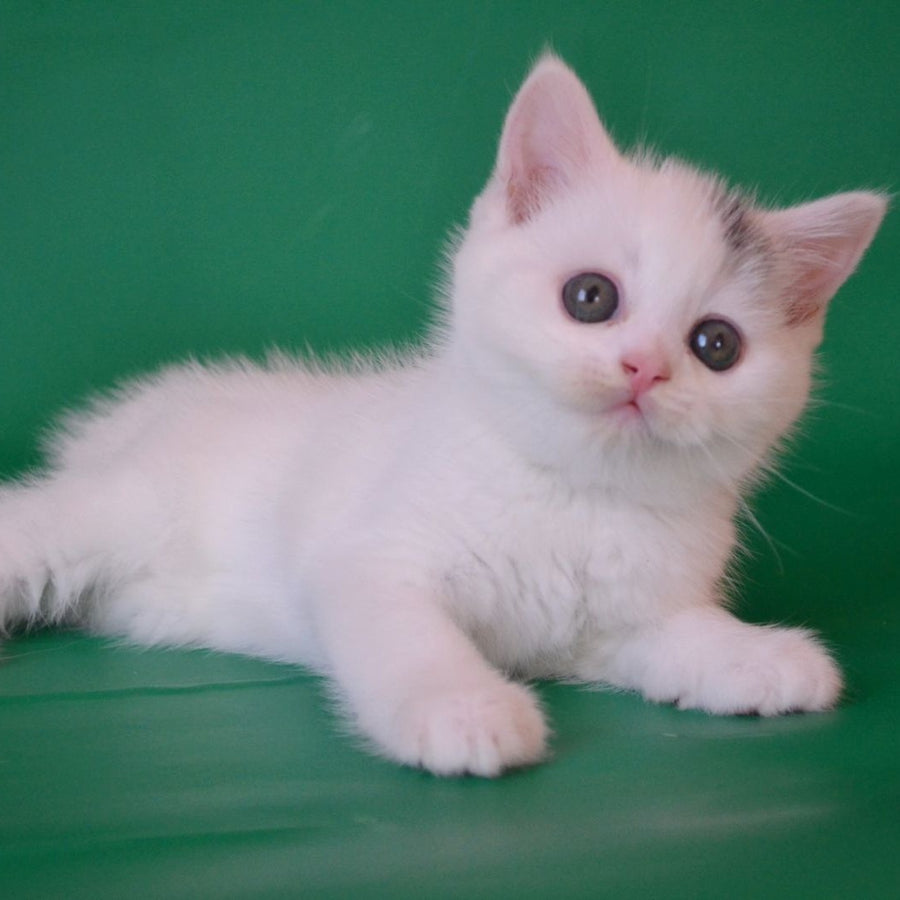 Olaf Scottish Straight male, black silver tabby van