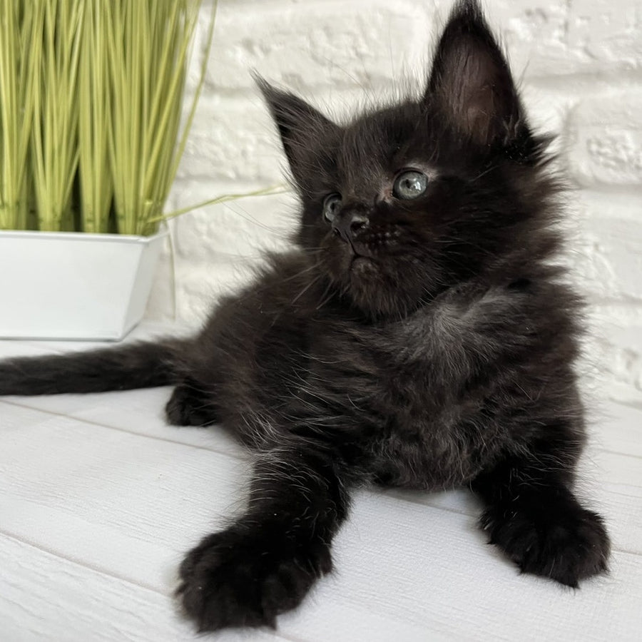 Julie Maine Coon female, black
