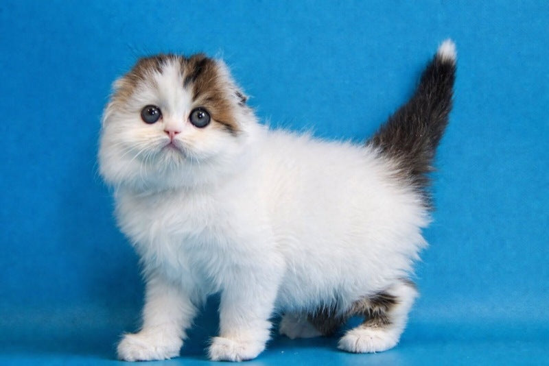 Valencia Scottish Fold female black tabby van - live animals
