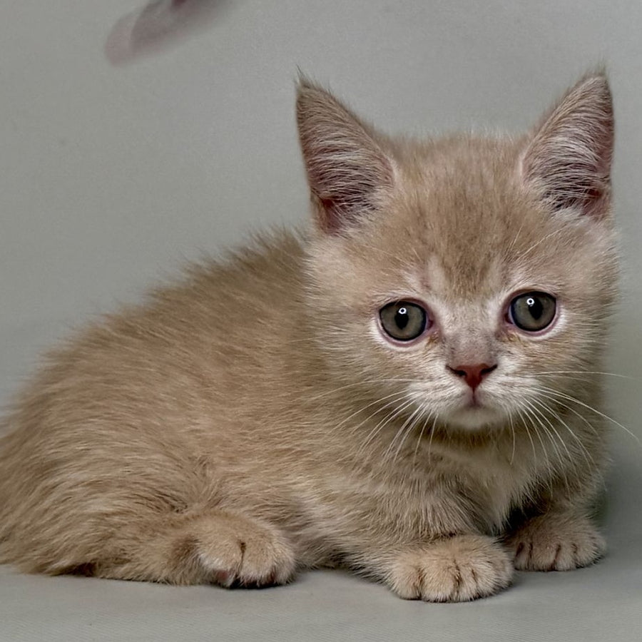 Odie Munchkin male, lilac