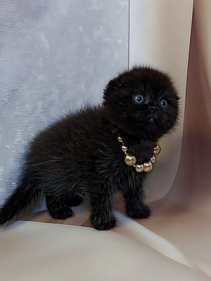 Maverick Scottish Fold male black - live animals