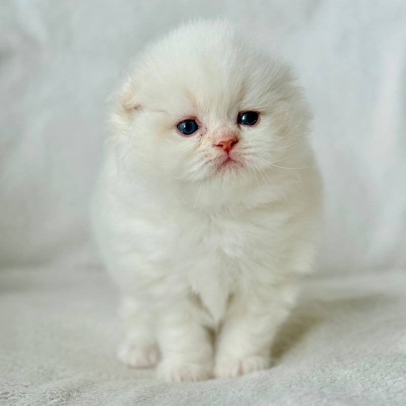 Melvan Scottish Fold male, red