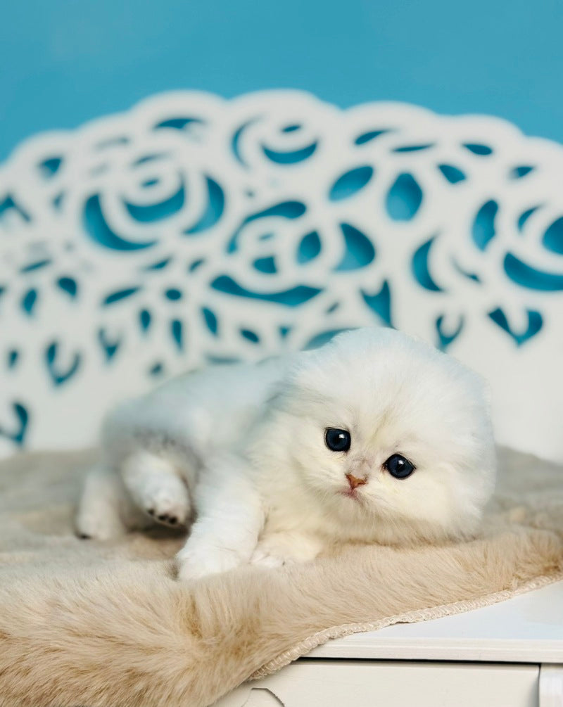 Winssent Scottish Fold male black silver chinchilla - live animals