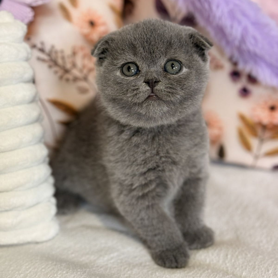 Polinochka Scottish Fold female, blue