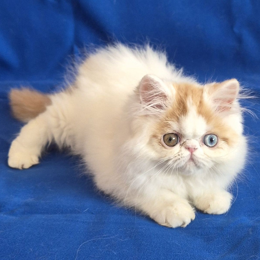Zelda Persian female, red spotted tabby van