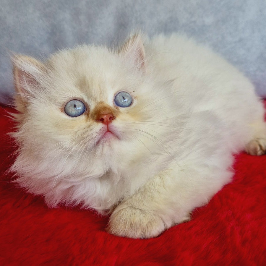 Diana British Longhair female, chocolate golden shaded pointed