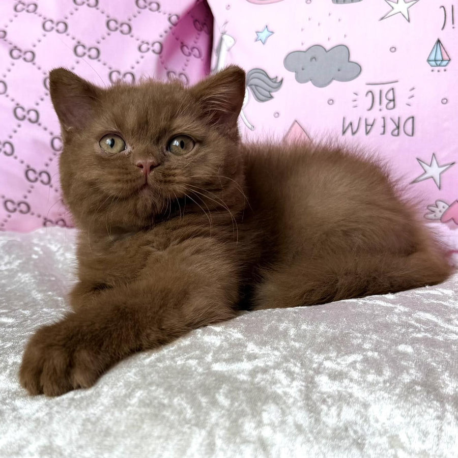Tosha British Shorthair male, cinnamon