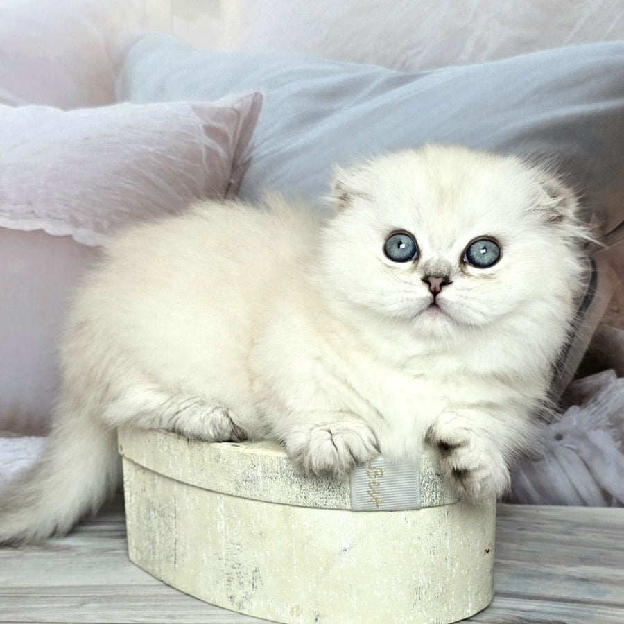 Sapphire Munchkin female, black silver shaded pointed