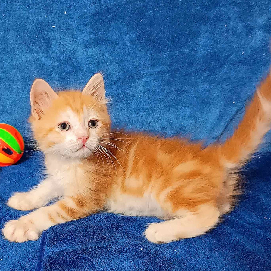Elizabet Siberian female, red tabby with white