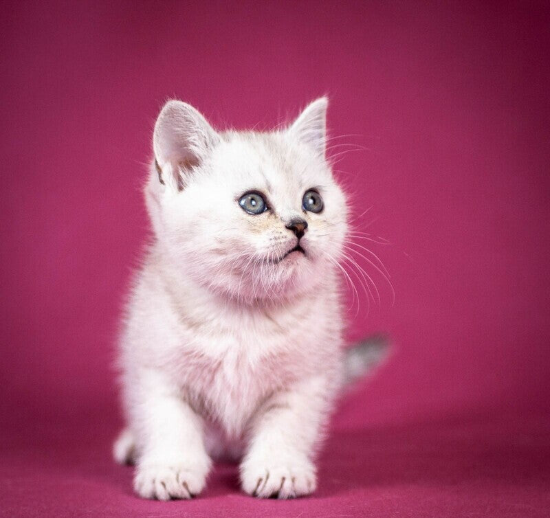Cameron Scottish Straight male black silver shaded - live animals