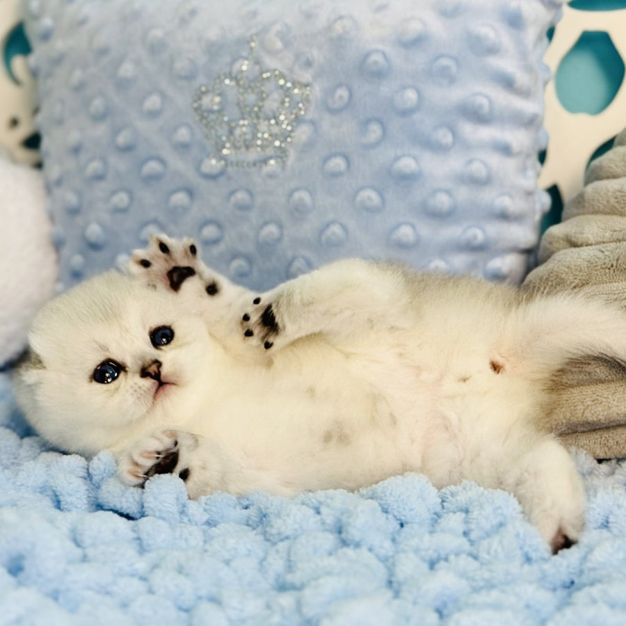 Fluffy Scottish Fold female, black silver shaded