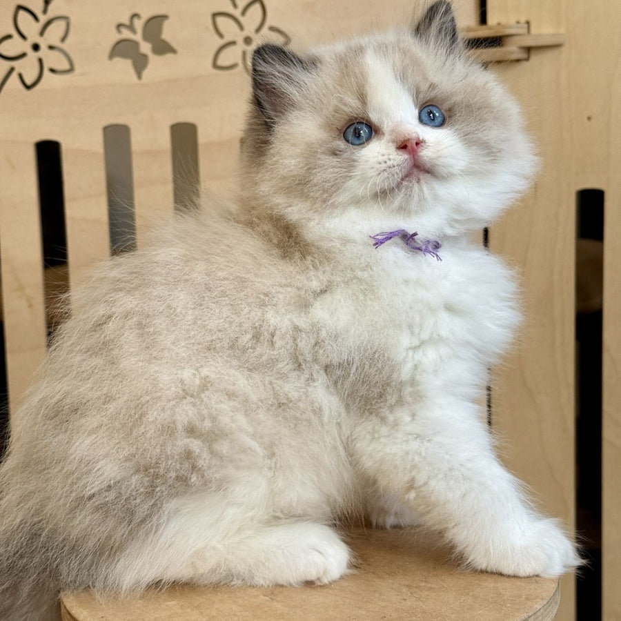 Moon Ragdoll male, black bicolour