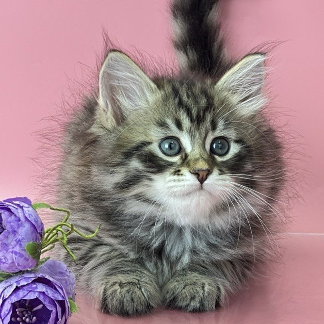 Yaros Siberian male, black tabby