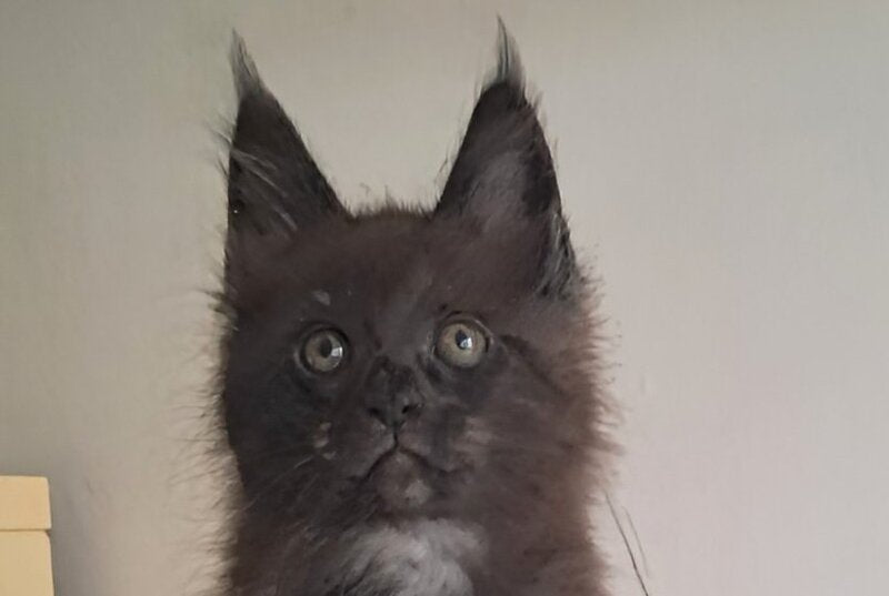 Carat Maine Coon male, black silver