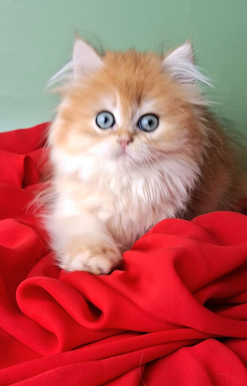 Burzhuy British Longhair male, black golden chinchilla