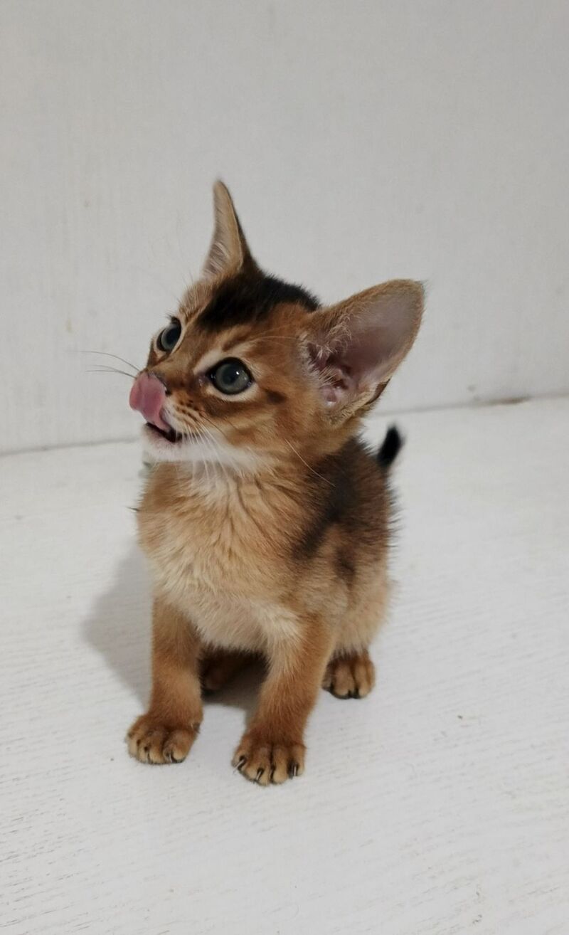 Gemma Abyssinian female ruddy - live animals