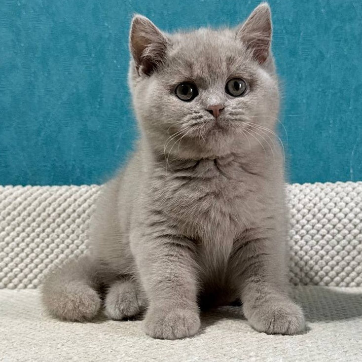 Bonya British Shorthair female, fawn