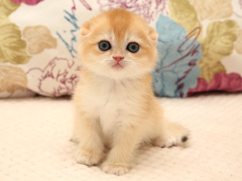 Yana Scottish Fold female black golden chinchilla - live animals