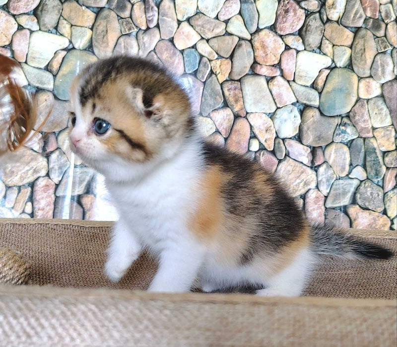 Regina Scottish Fold female black tortie ticked tabby bicolour - live animals