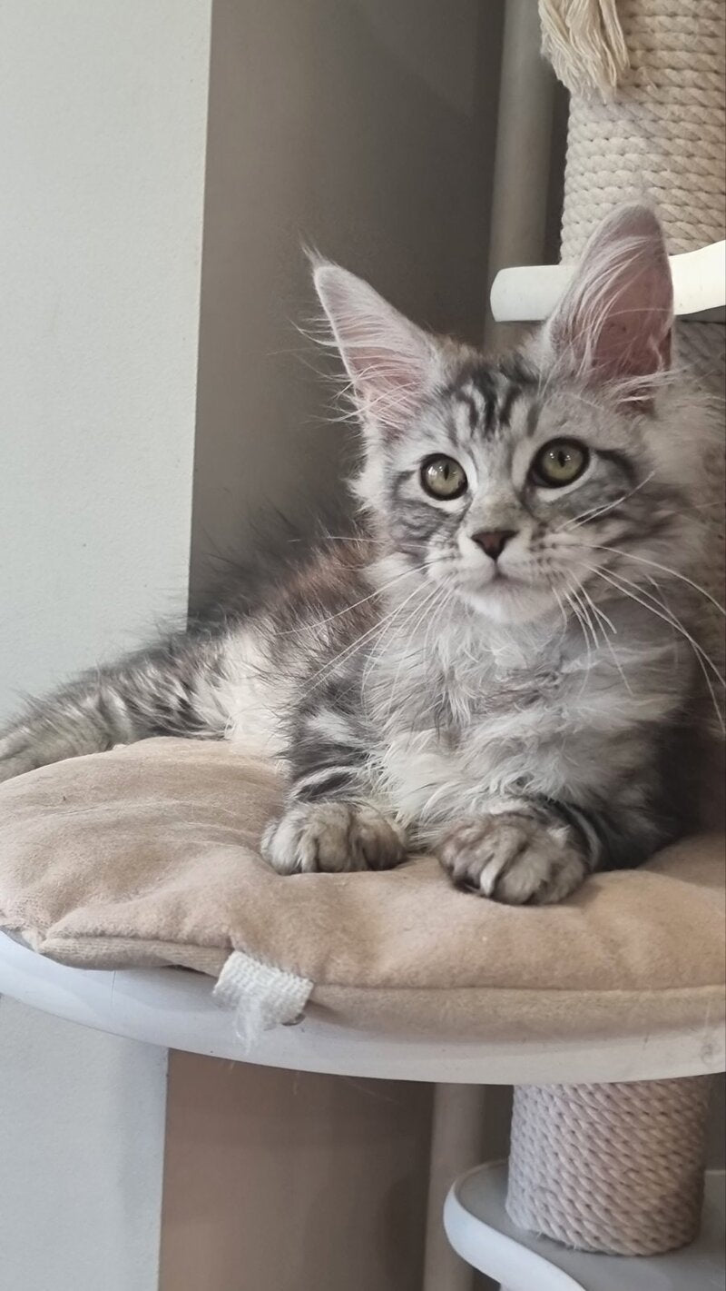 Clinta Maine Coon female black silver tabby - live animals