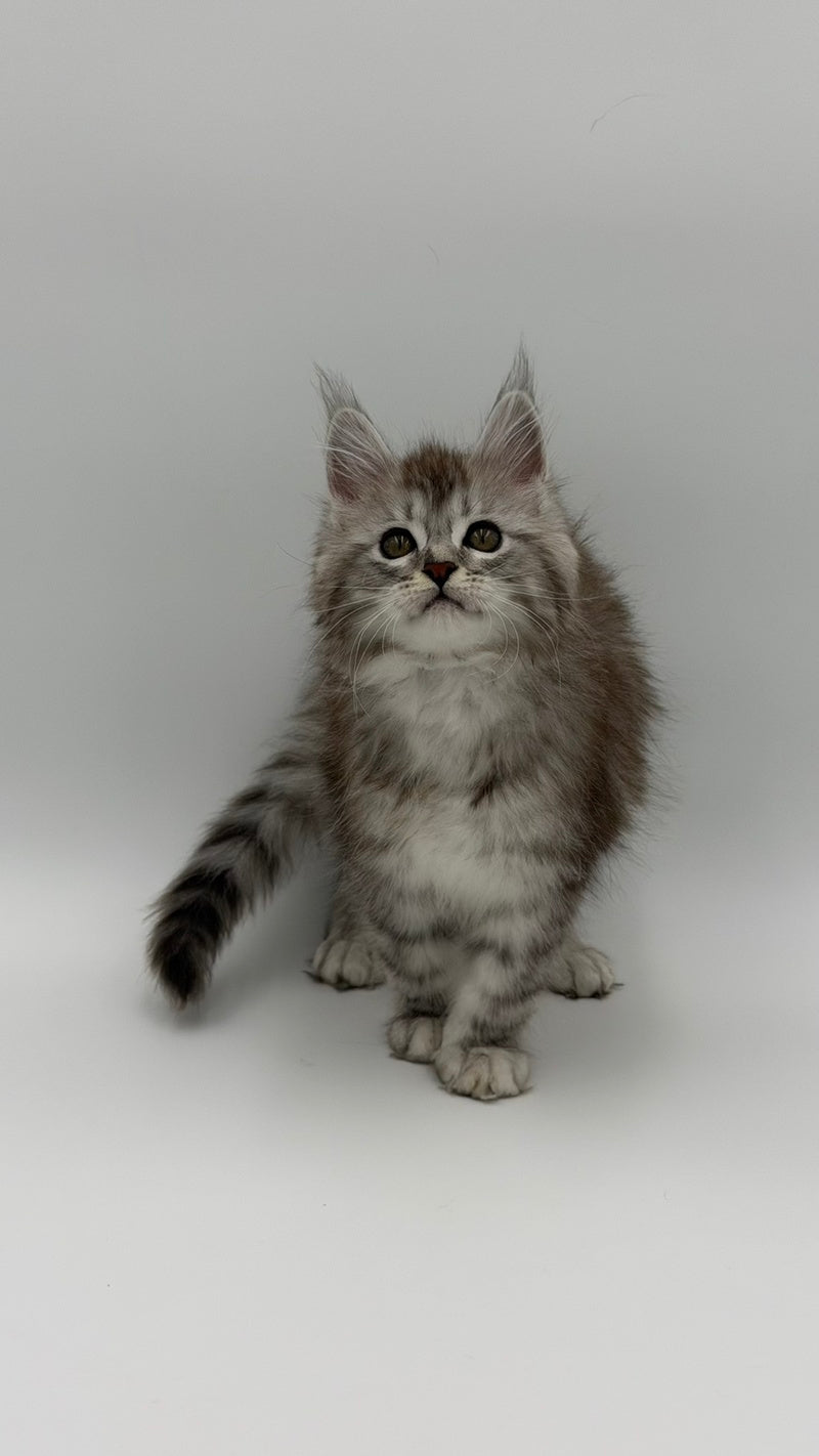 Mantra Maine Coon female, black silver spotted tabby