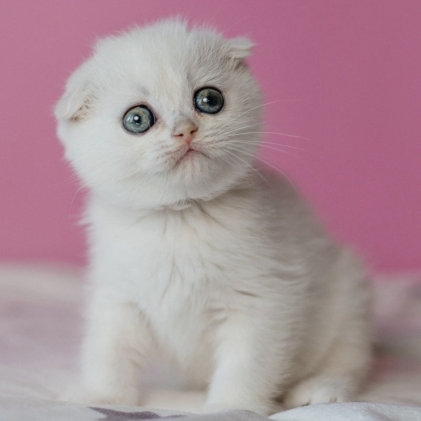 Infinite Scottish Fold female, black silver chinchilla