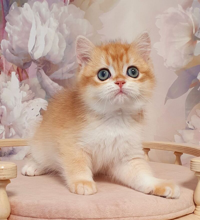 Villi British Shorthair male, black golden chinchilla