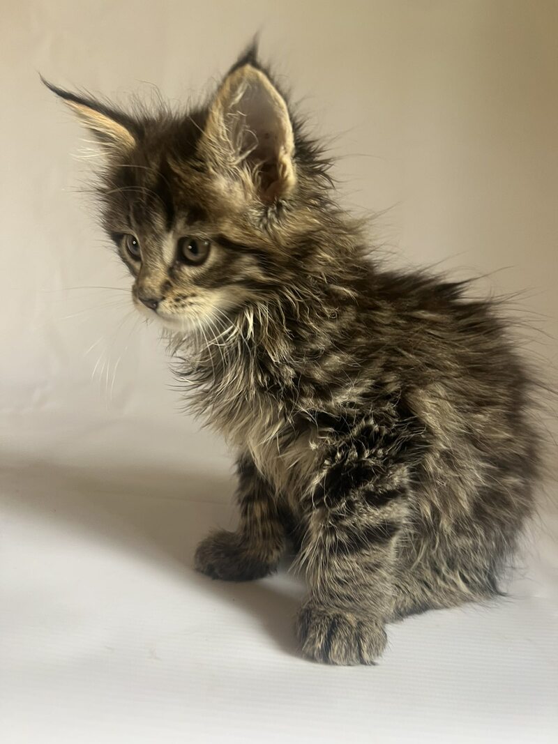 Flora Maine Coon female black tabby - live animals