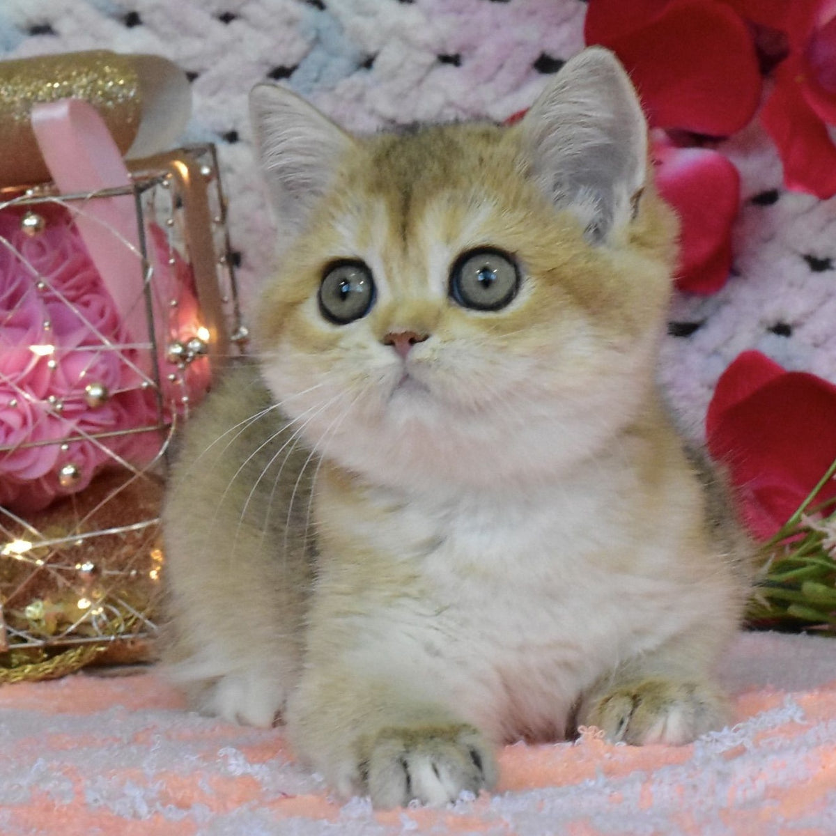 Halsey British Shorthair female, black golden shaded