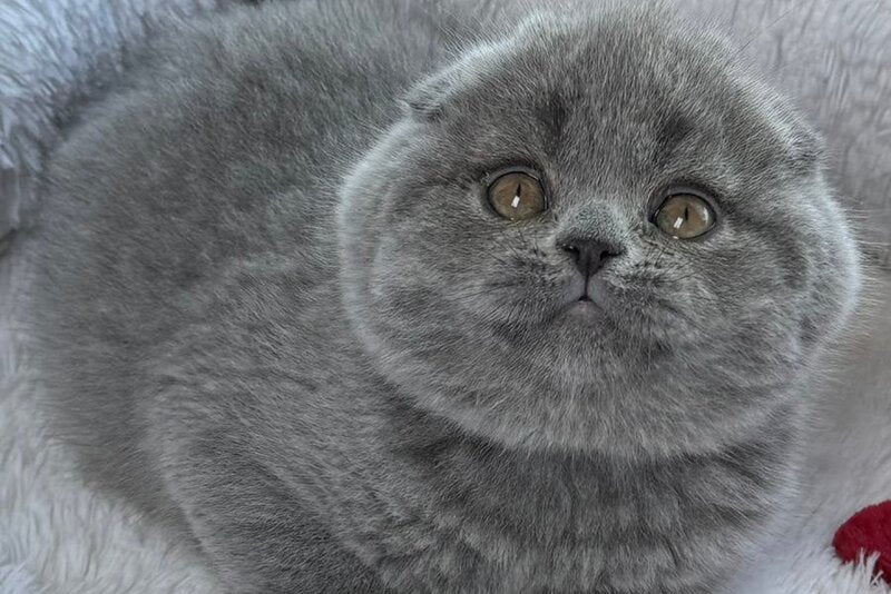 Yasir Scottish Fold male, blue