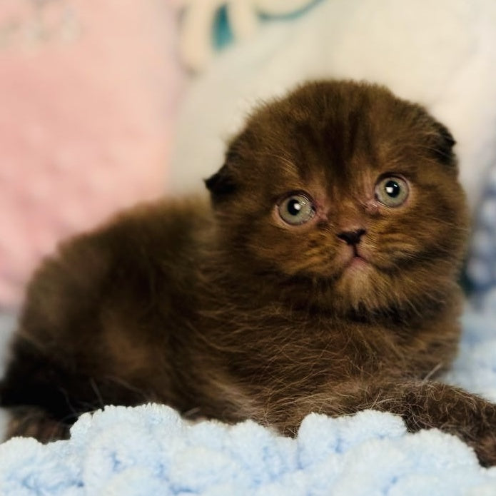 Emerald Scottish Fold male, chocolate