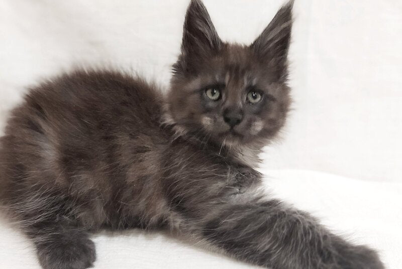 Dominik Maine Coon male, black silver