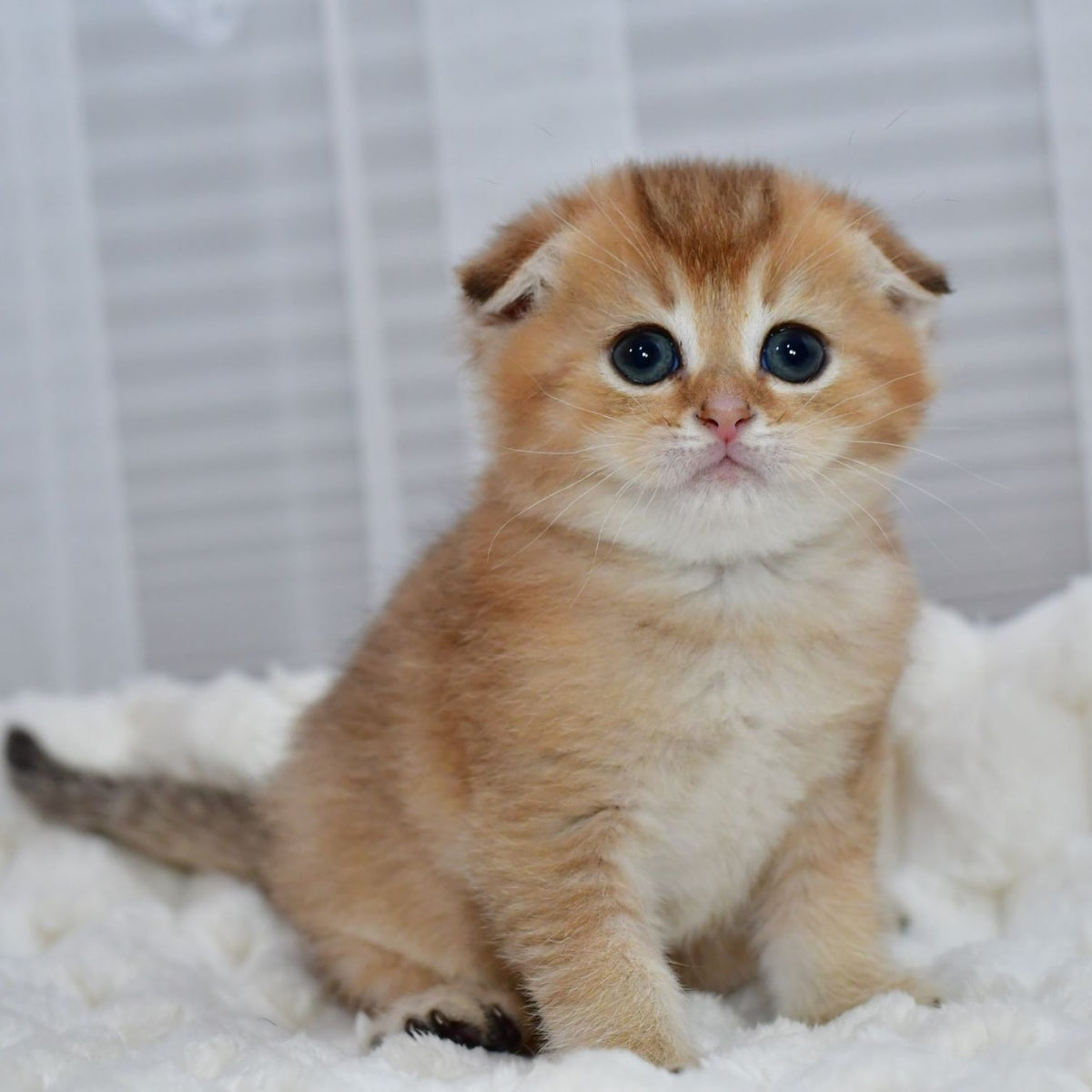 Nolan Scottish Fold male, black golden shaded
