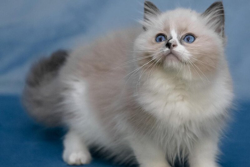 Niko Ragdoll male, blue mitted