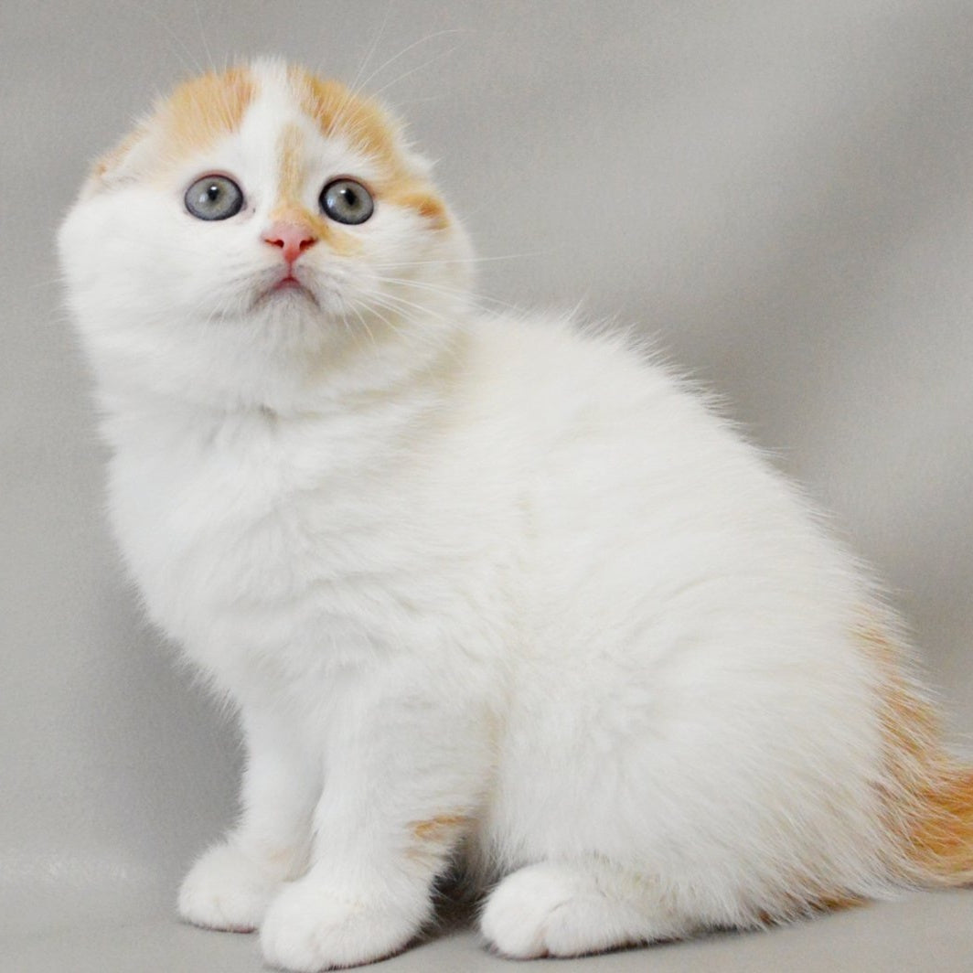 Xanthe Scottish Fold female, red silver tabby van