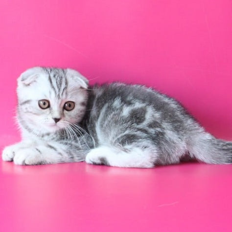Santa Scottish Fold female, black silver tabby