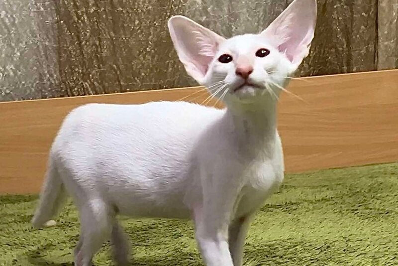 Grand Siamese male, lilac