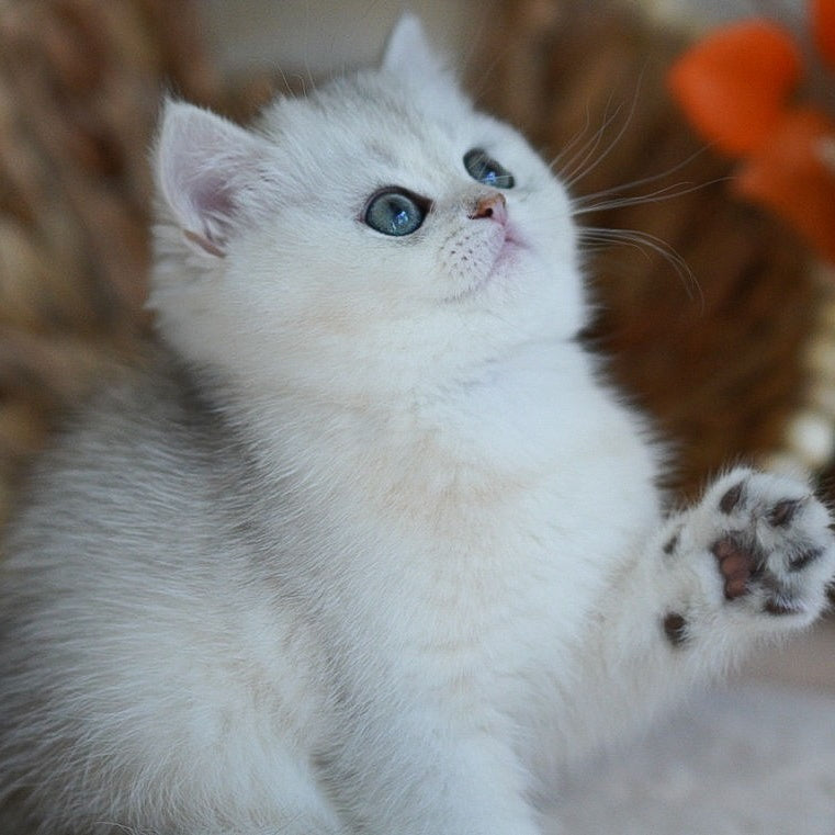 Cindy British Shorthair female, black silver shaded