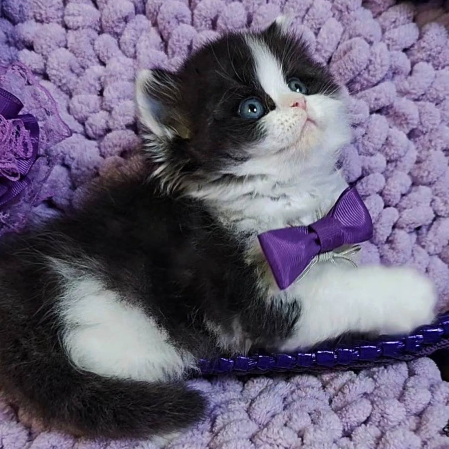 Velvet Scottish Straight male, black bicolour tabby