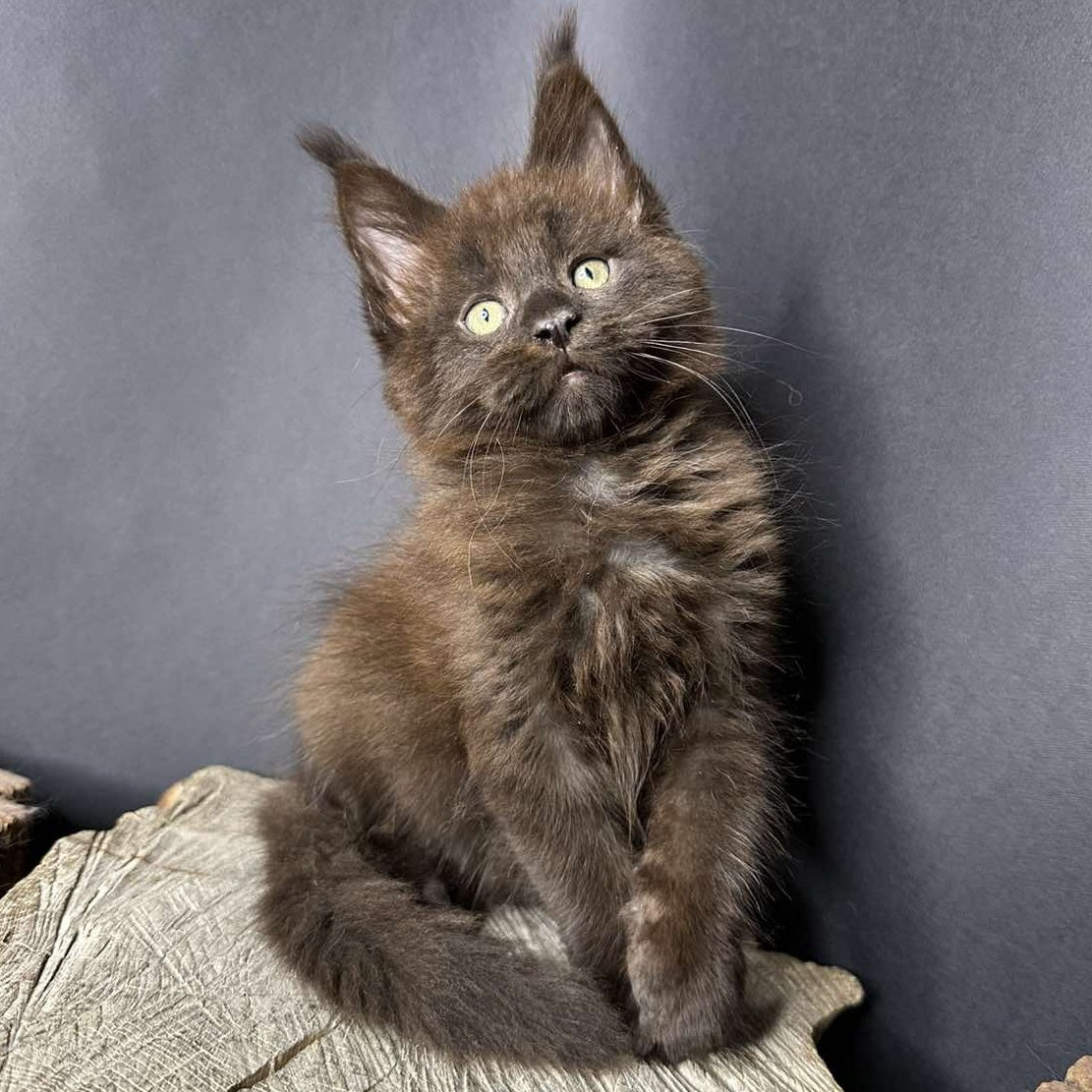 Patron Maine Coon male, black